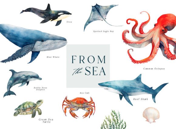 Download Sea Life Watercolor Clipart - Watercolor clipart Collection